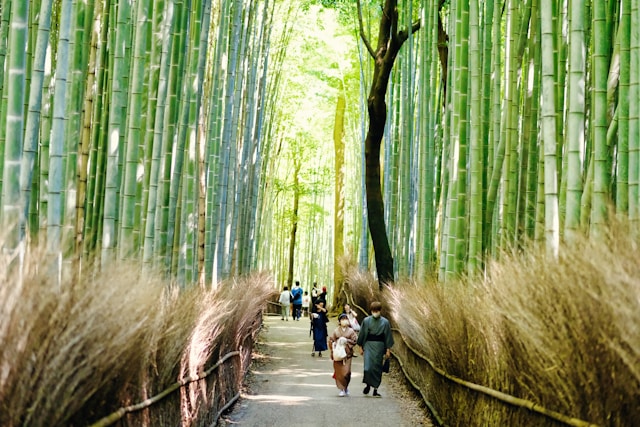 Arashiyama bamboo forest area in Kyoto