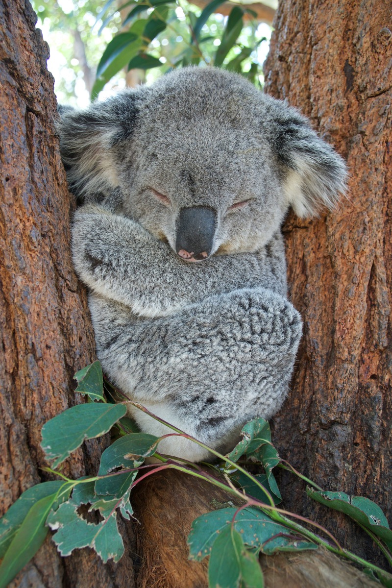Sleeping koala resting on a tree branch in Australia