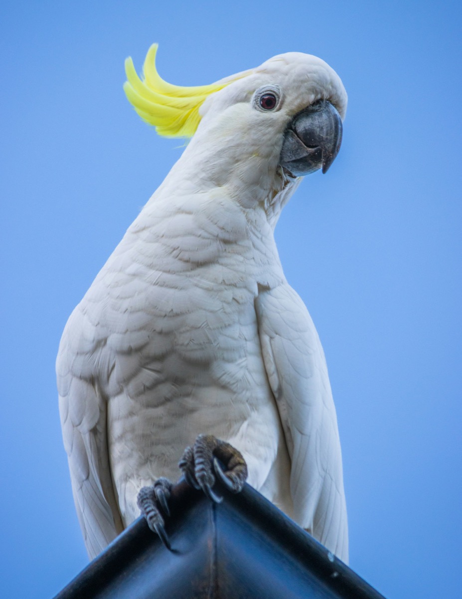 Sulphur-crested cockatoo perched with crest raised