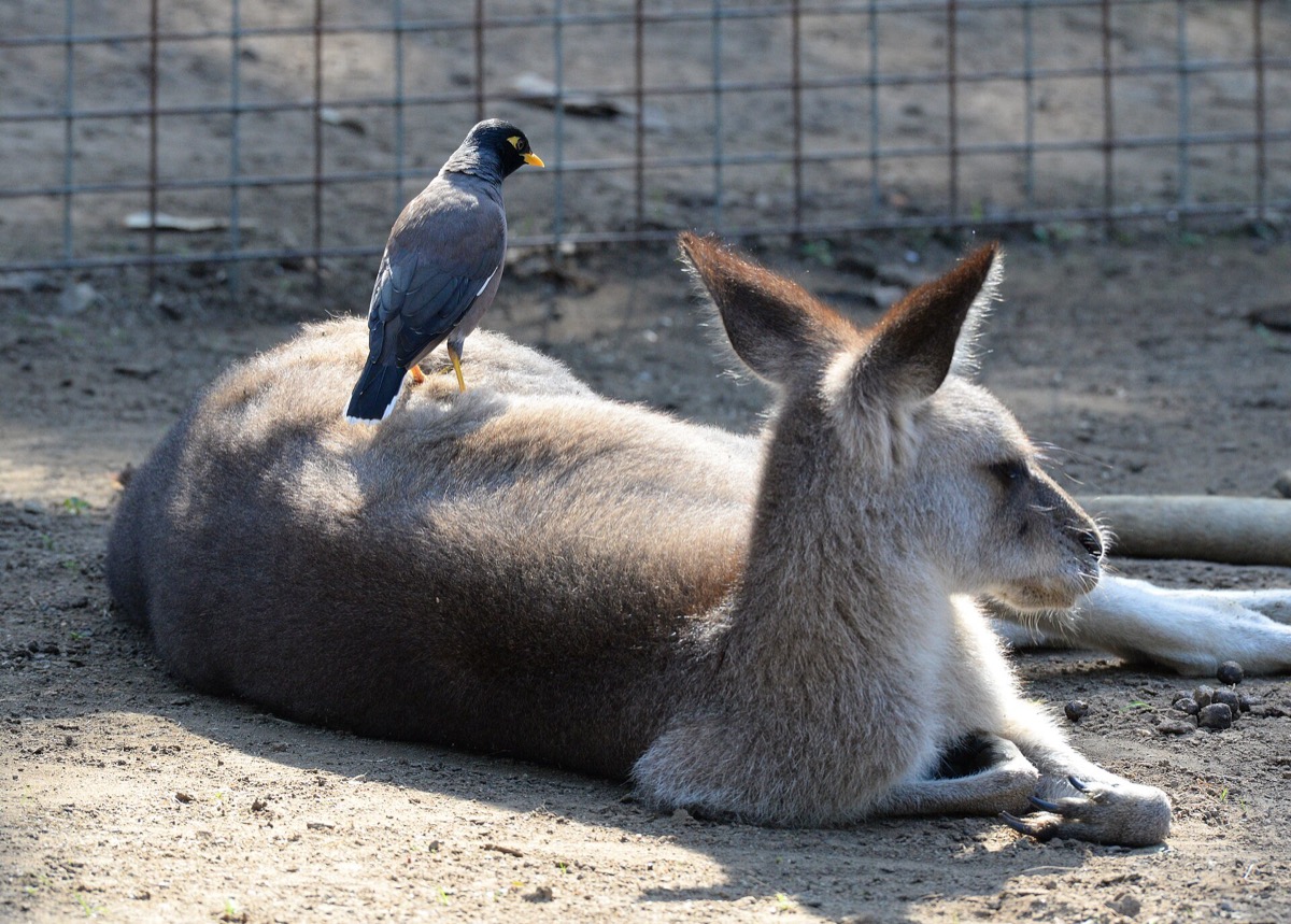 Kangaroo resting with a mynah bird perched nearby at Featherdale