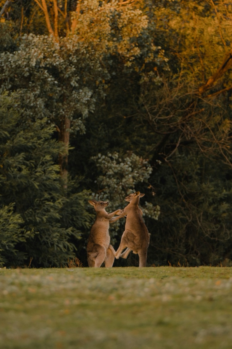 Kangaroo standing on green grass in daylight