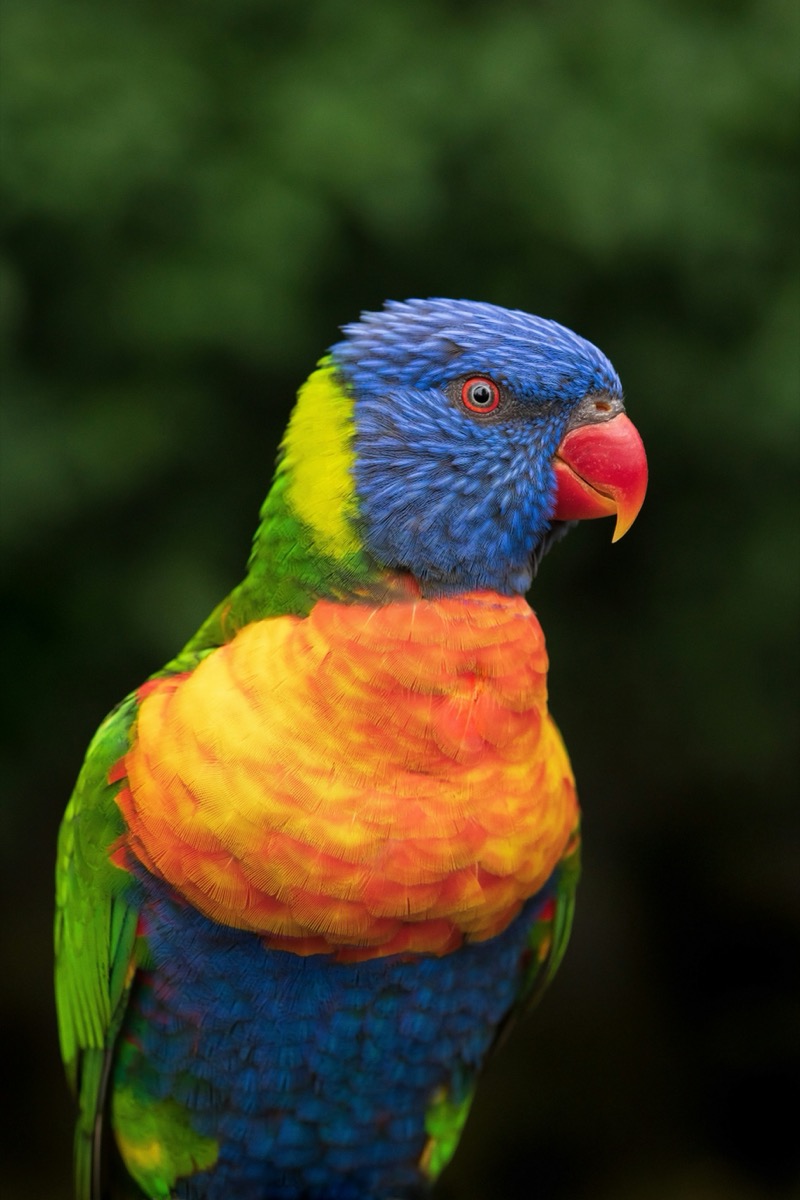 Bright rainbow lorikeet perched against a dark background