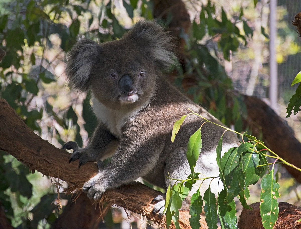 Koala resting among eucalyptus branches at Healesville Sanctuary