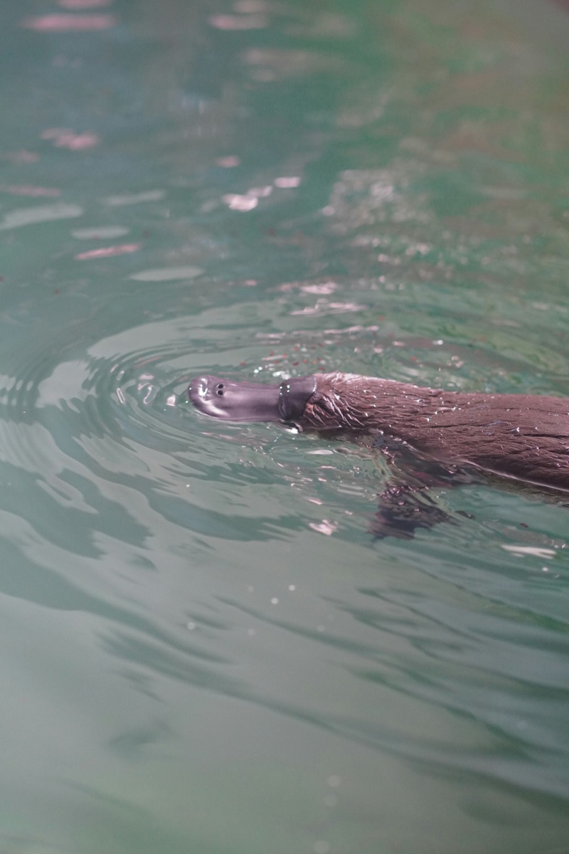 Platypus swimming in clear water