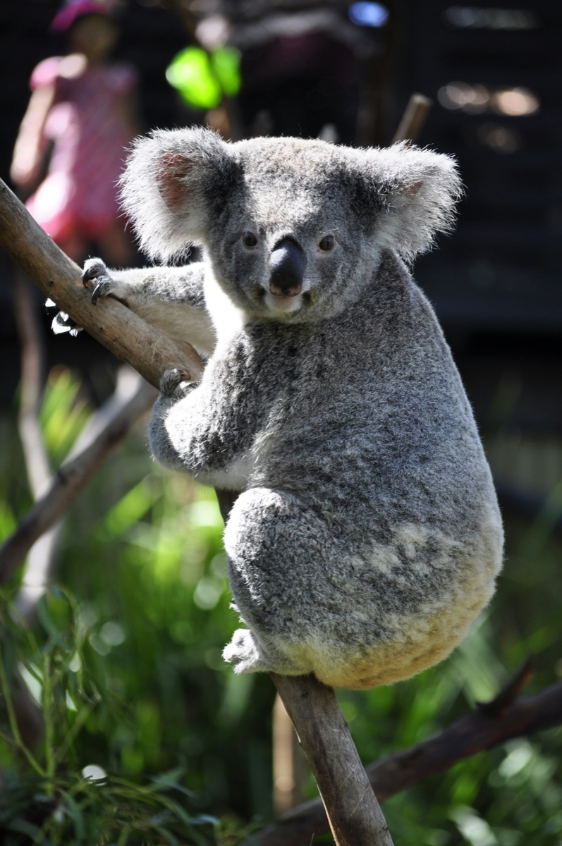 Koala perched on a tree branch on Phillip Island