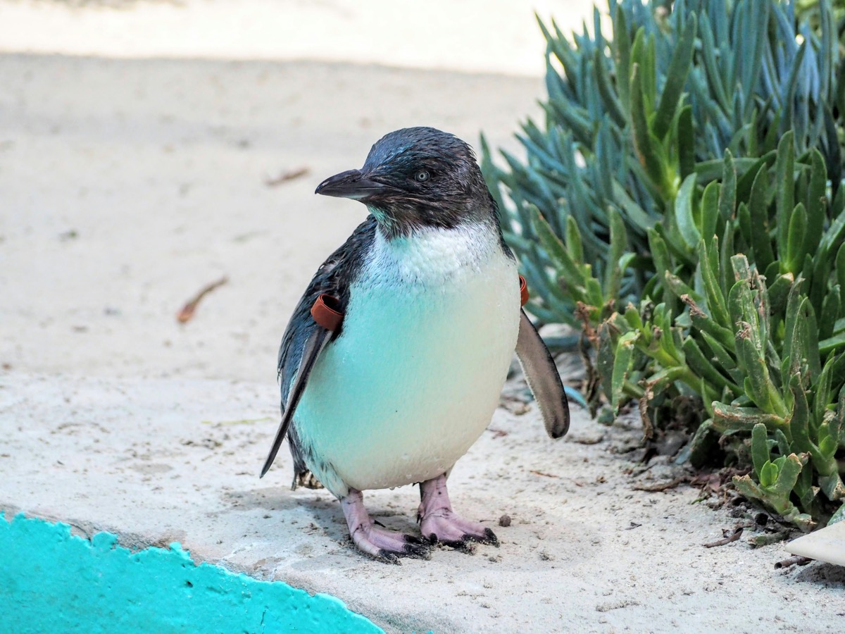 Little penguin standing on sand near shoreline