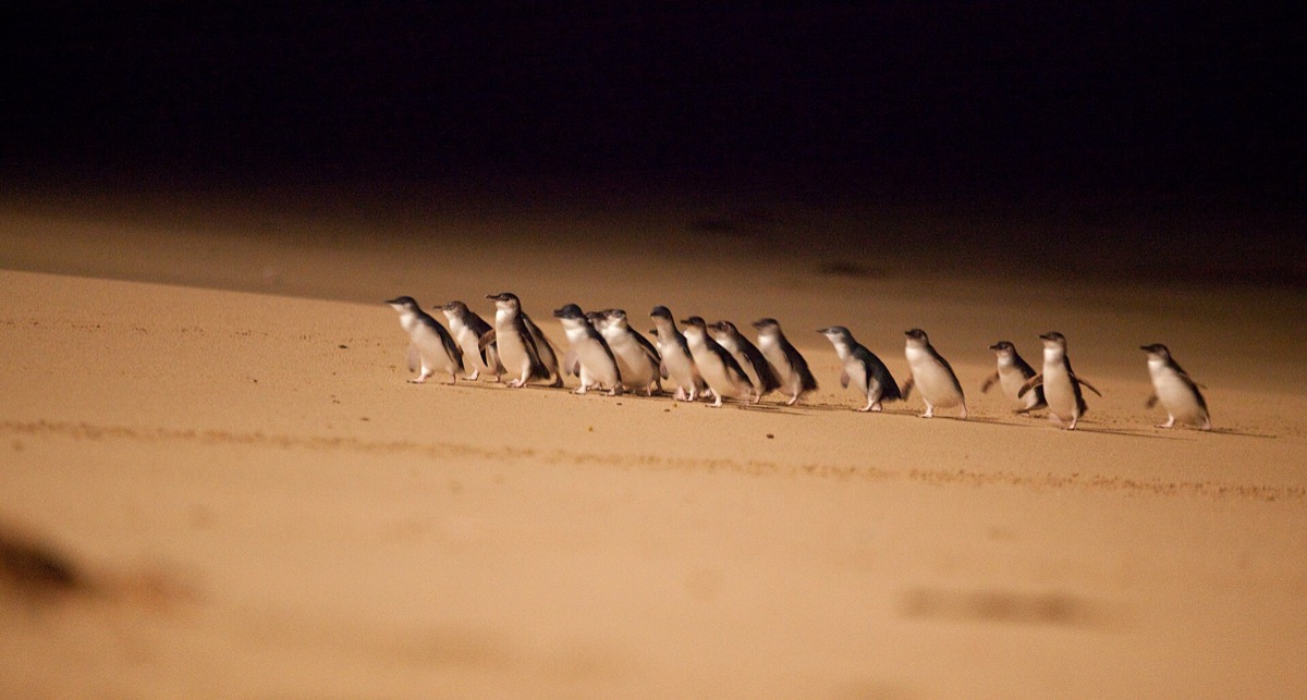 Little penguins returning to shore at sunset during Phillip Island Penguin Parade