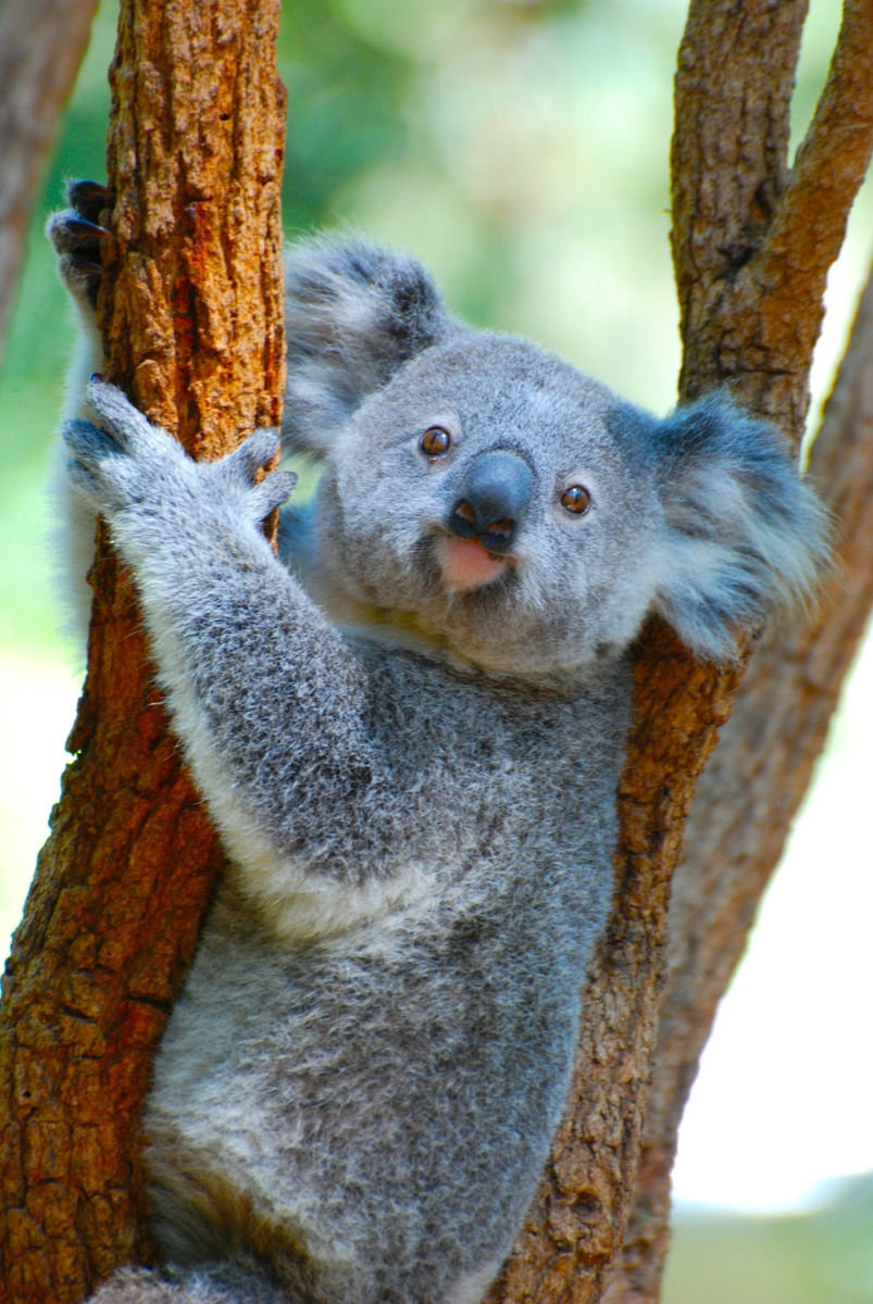 Wild koala on eucalyptus branch along Great Ocean Road region