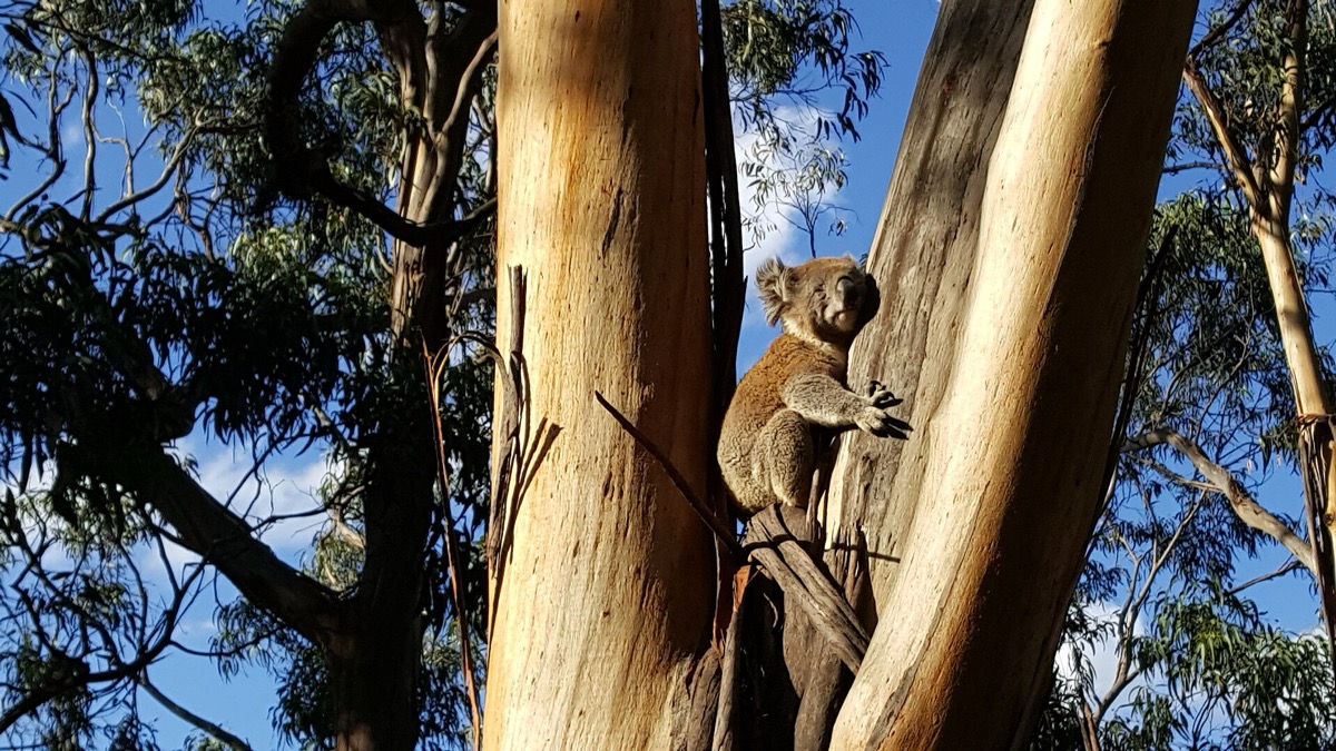 Wild koala resting in eucalyptus tree in Great Otway region