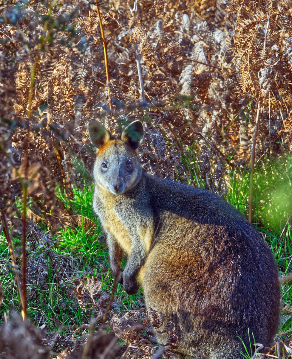 Swamp wallaby in grassy field close-up