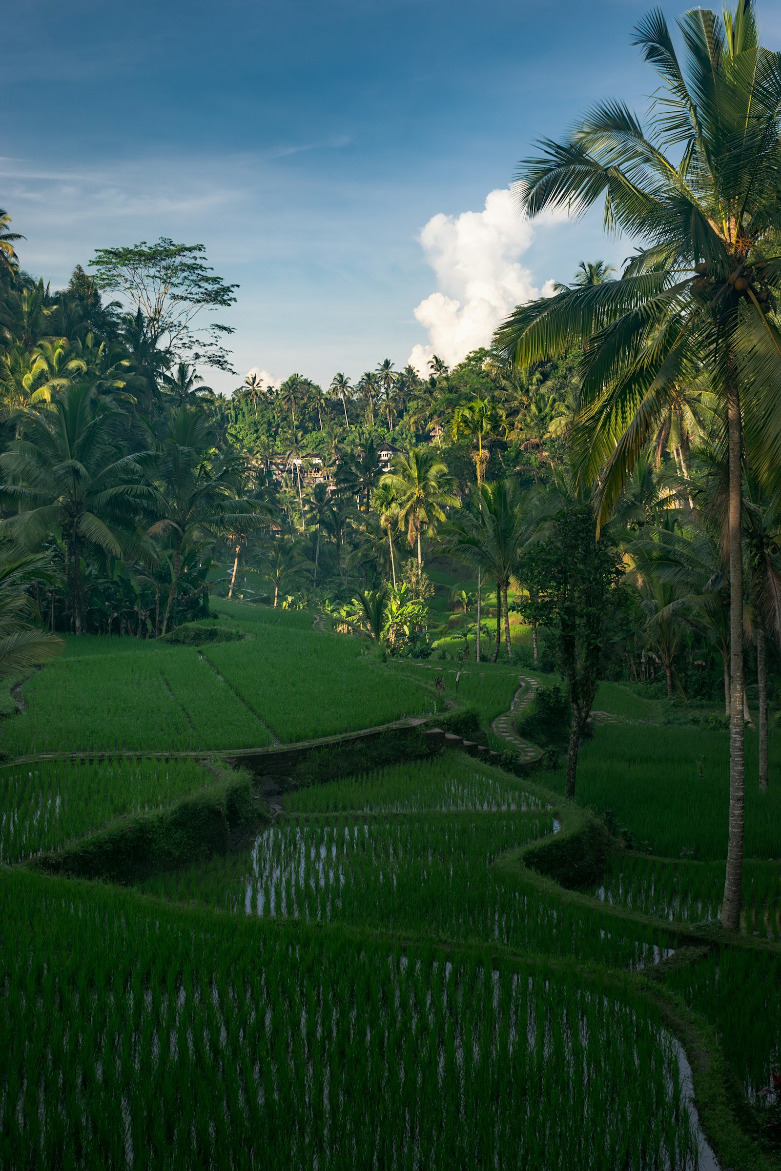 Lush green rice terraces surrounded by palm trees in Bali