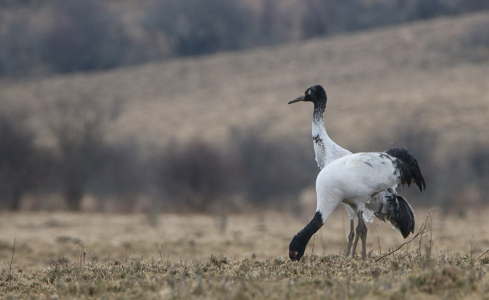 Black-necked cranes standing in a wetland landscape