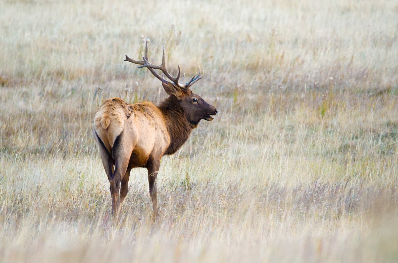 Elk grazing in Banff National Park with forest and mountains in the background