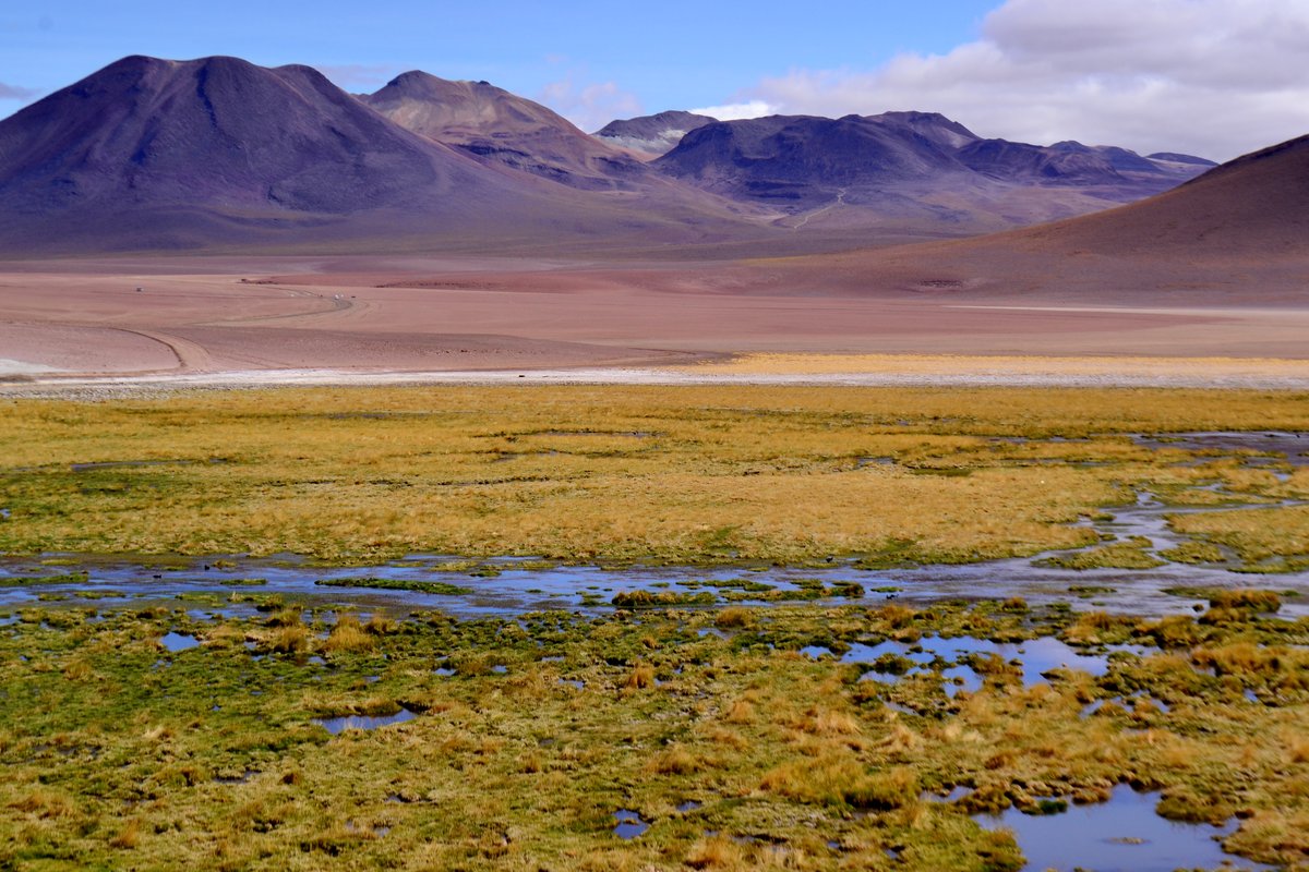 Columns of geothermal steam rising across the El Tatio geyser field under a bright sky