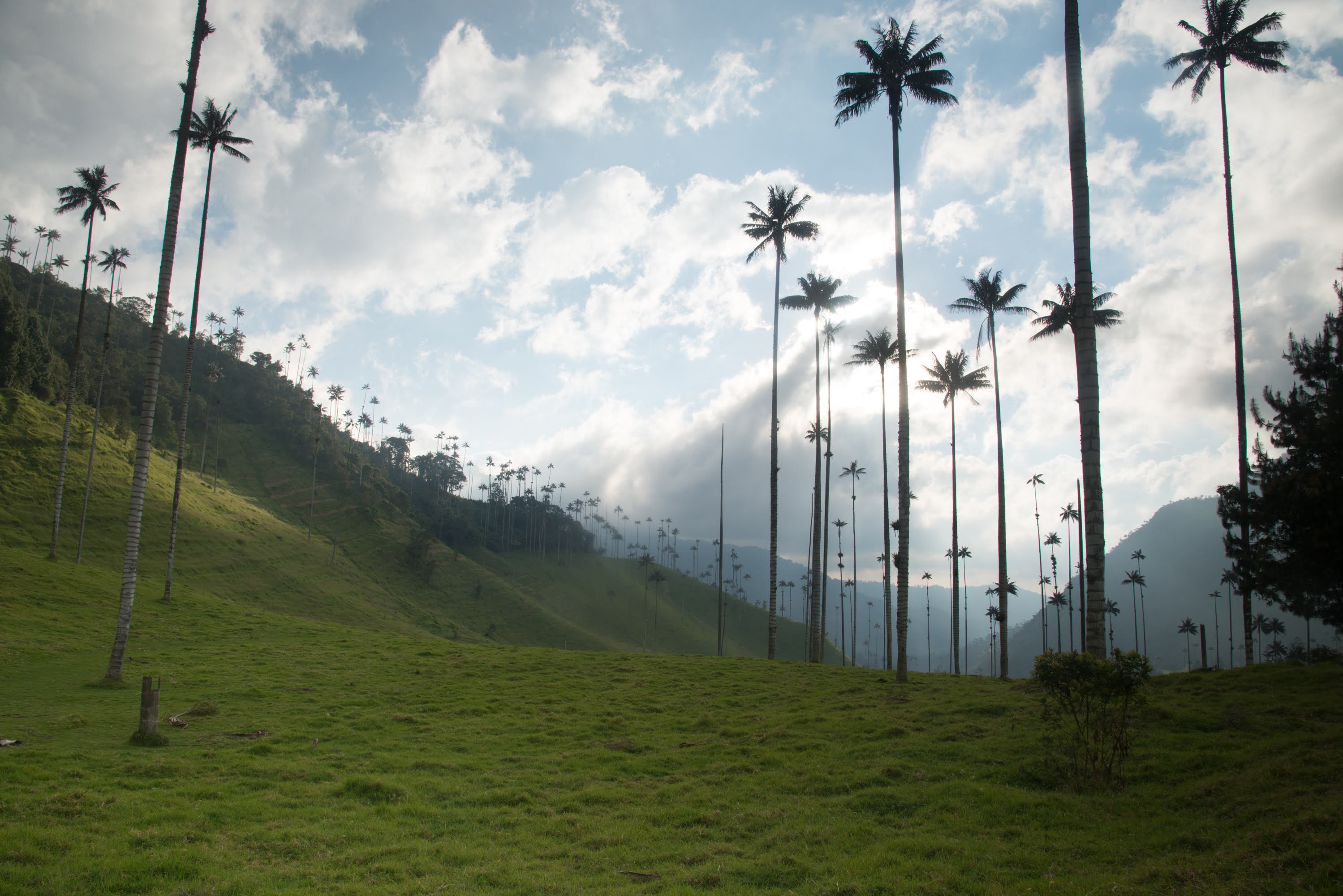 Tall wax palm trees rising from green highland hills in Cocora Valley, Colombia