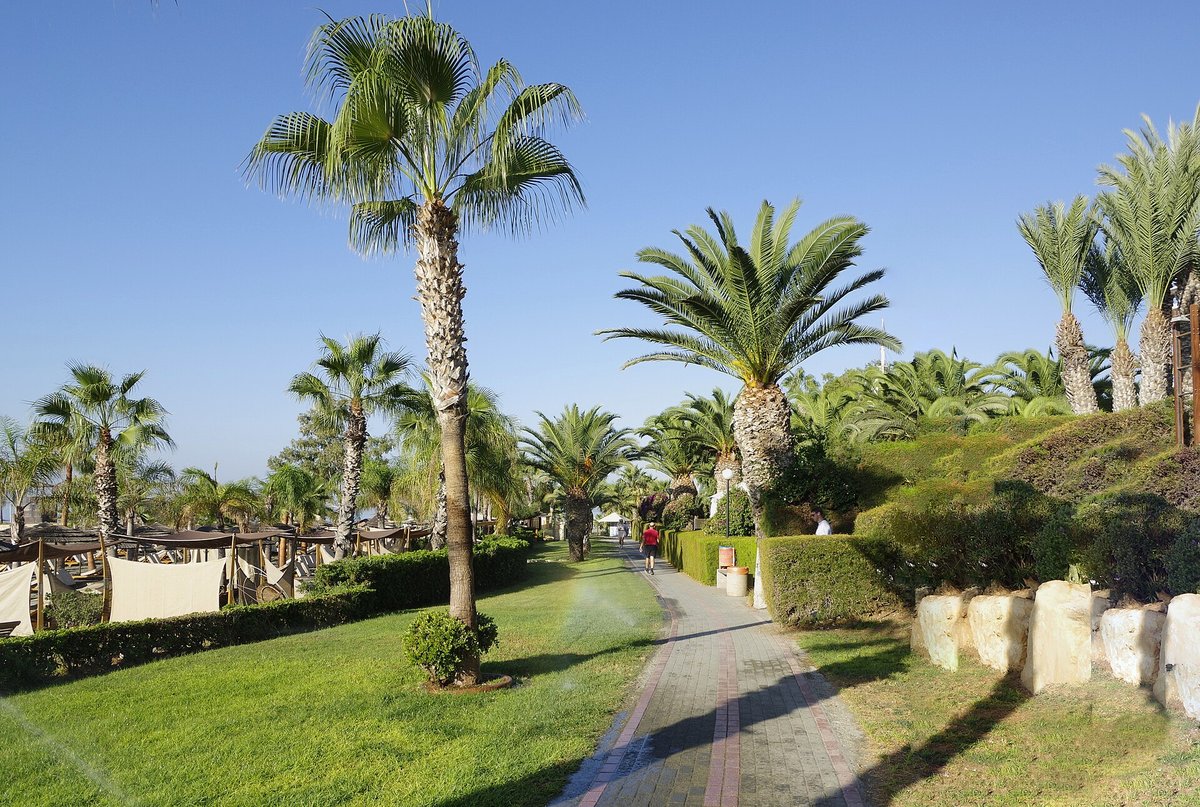 A palm-lined path and lawns along Limassol's seafront promenade on a sunny day