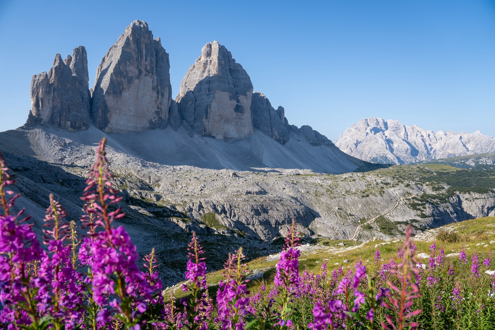Tre Cime di Lavaredo mountain peaks in the Dolomites with purple wildflowers in the foreground