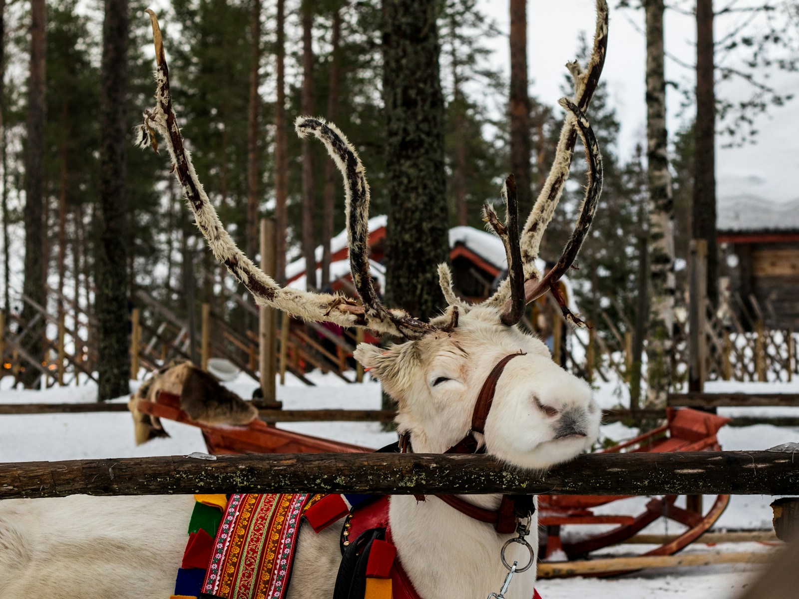 A white reindeer in a snowy forest wearing a colourful traditional harness and blanket