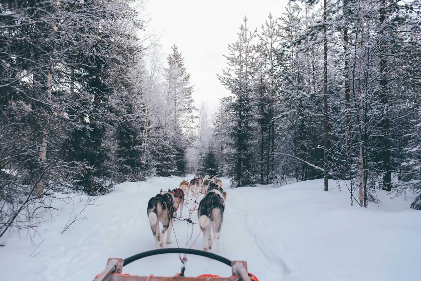A team of sled dogs pulling a wooden sled through a snow-covered forest near Rovaniemi