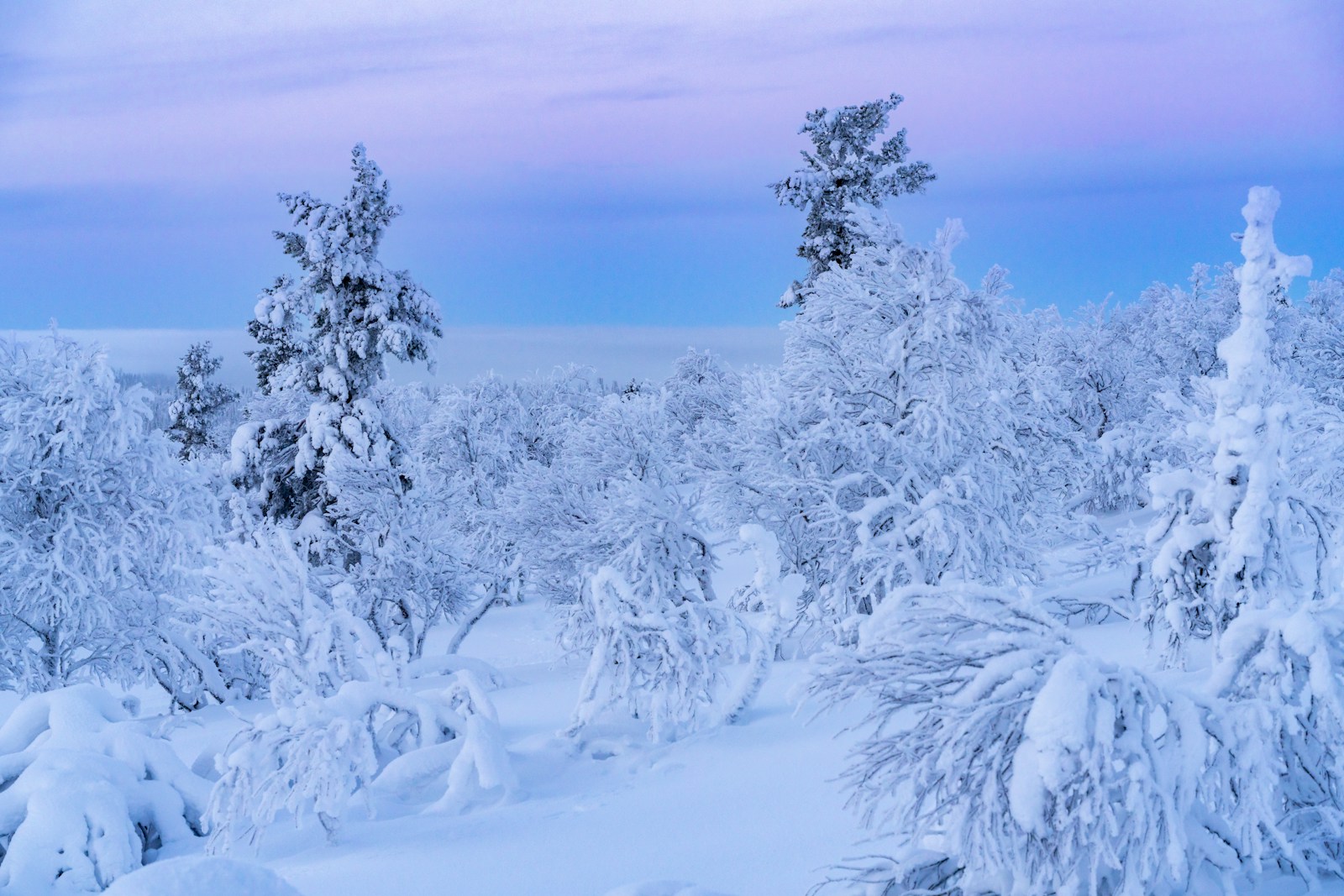 Snow-covered trees glowing under cool blue and lavender polar twilight in Finnish Lapland