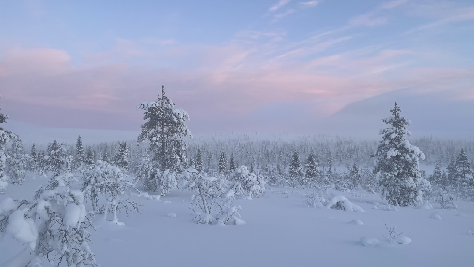 Snowy winter landscape in Urho Kekkonen National Park with trees under a soft pink-and-blue polar-night sky
