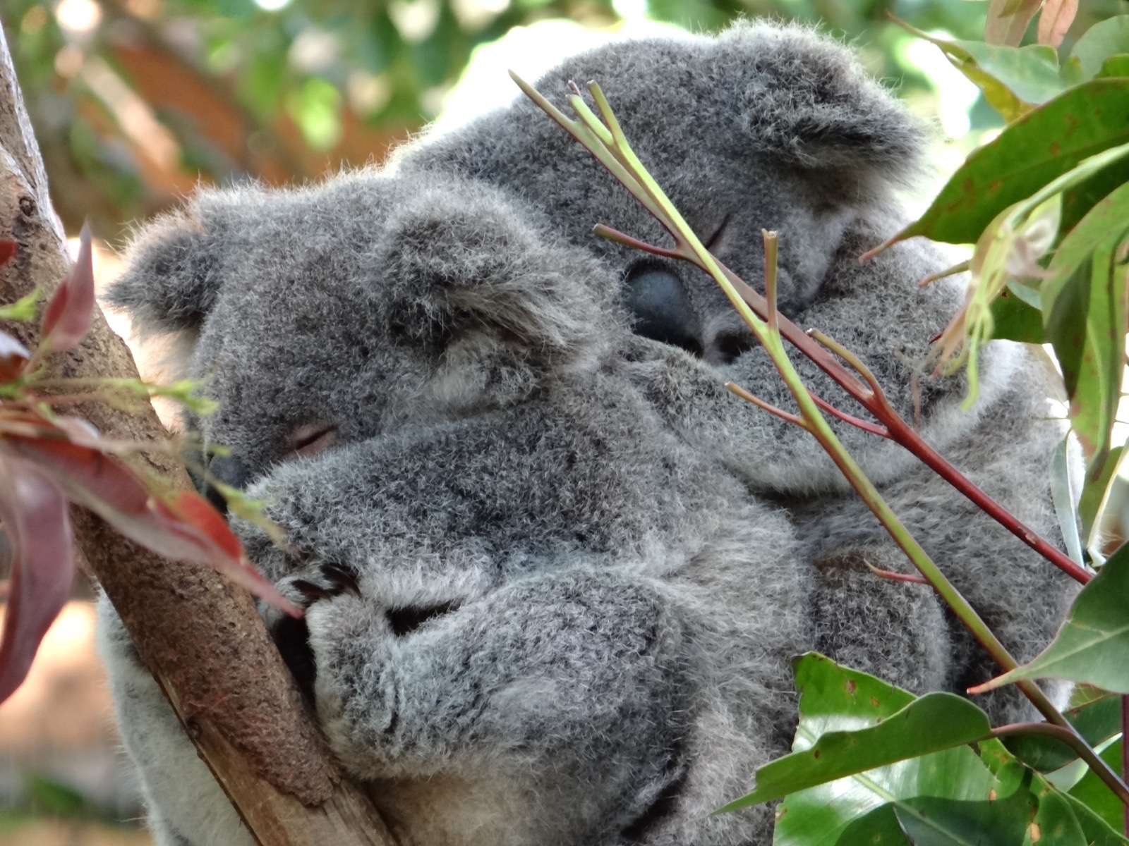 Koalas resting in trees at Currumbin Wildlife Sanctuary