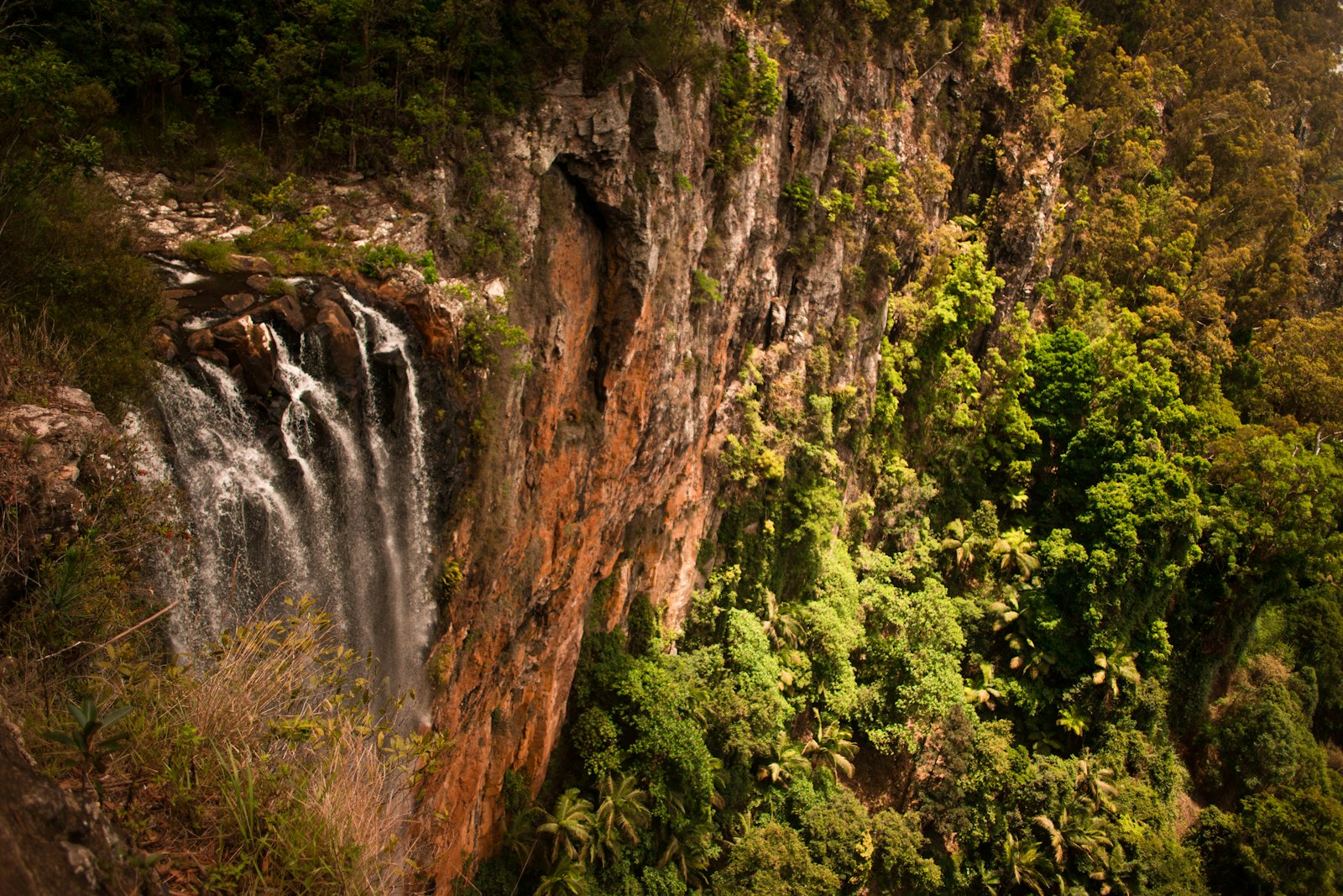Purling Brook Falls cascading over a rocky cliff in subtropical rainforest