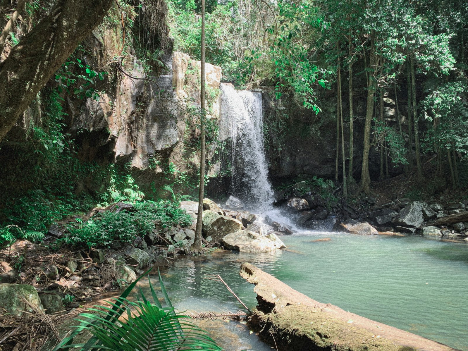 Small waterfall flowing into a clear rainforest pool at Tamborine Mountain