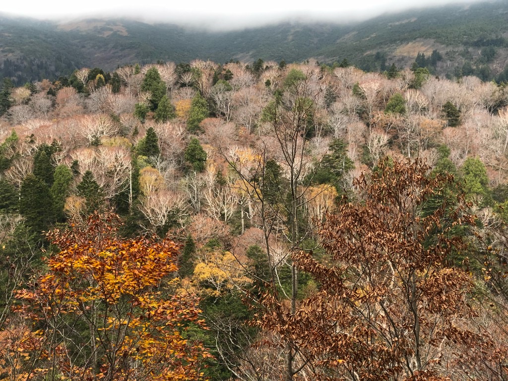 Autumn forest on a mountainside in Japan, with golden leaves, bare branches, and mist over distant hills