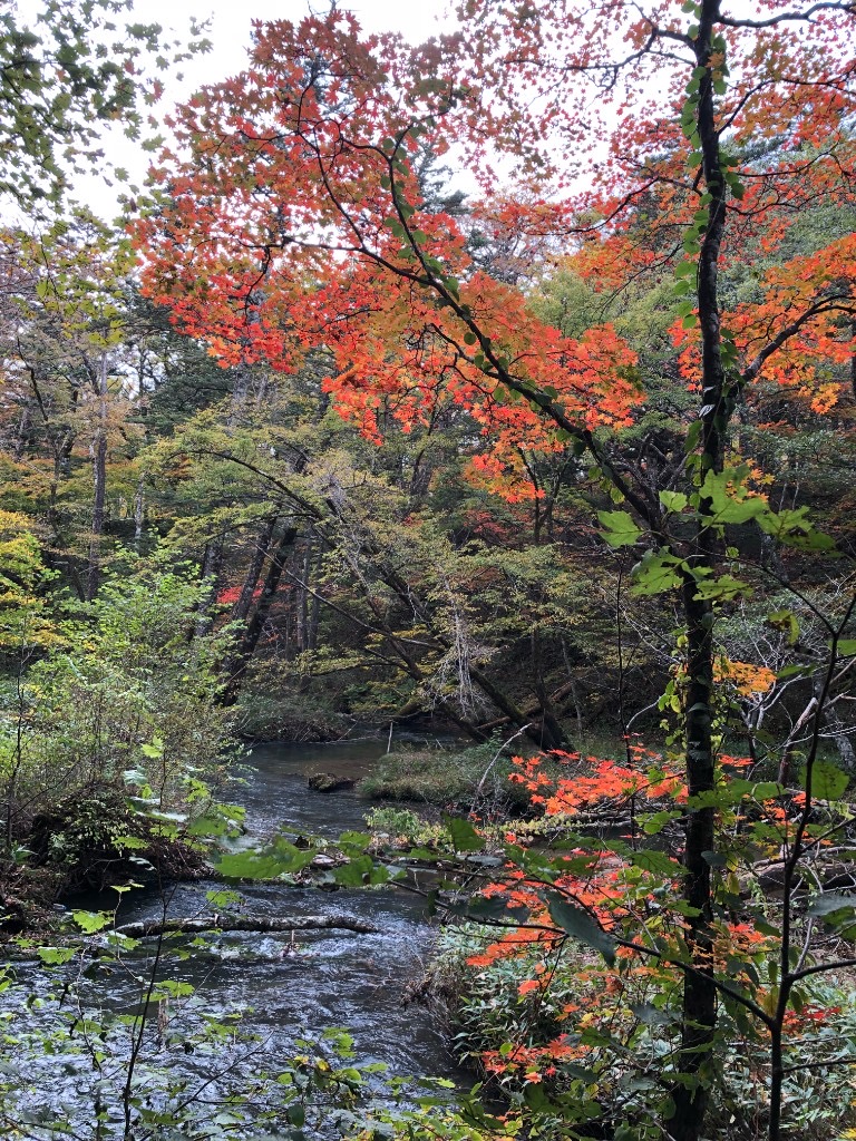 A forest stream in Okunikko, Nikko, surrounded by autumn maple trees in red, orange, and gold