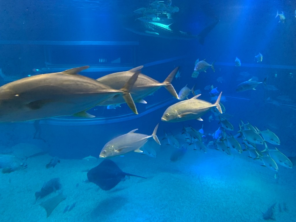 Whale shark and marine life in the main tank at Osaka Aquarium Kaiyukan, Japan