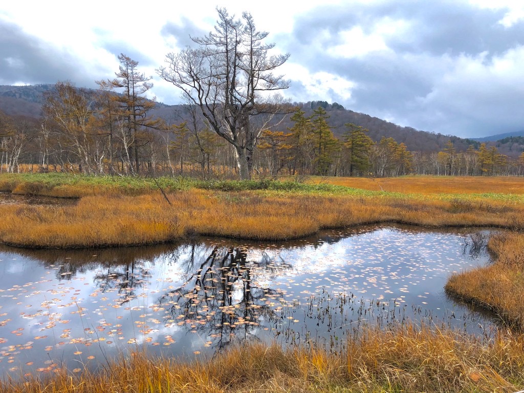 Golden marsh grasses and a reflective pond at Oze National Park in autumn, Japan