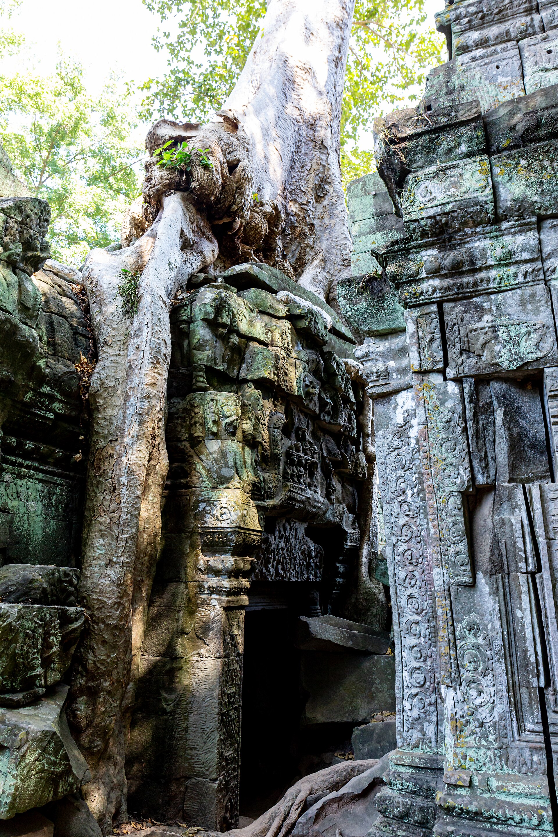 Ta Prohm temple with stone buildings and trees intertwined in the jungle
