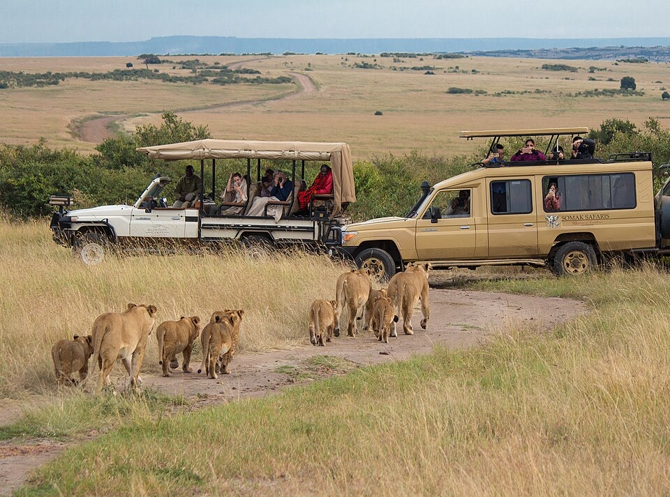Safari vehicles watching a pride of lions on a game drive in Maasai Mara, Kenya