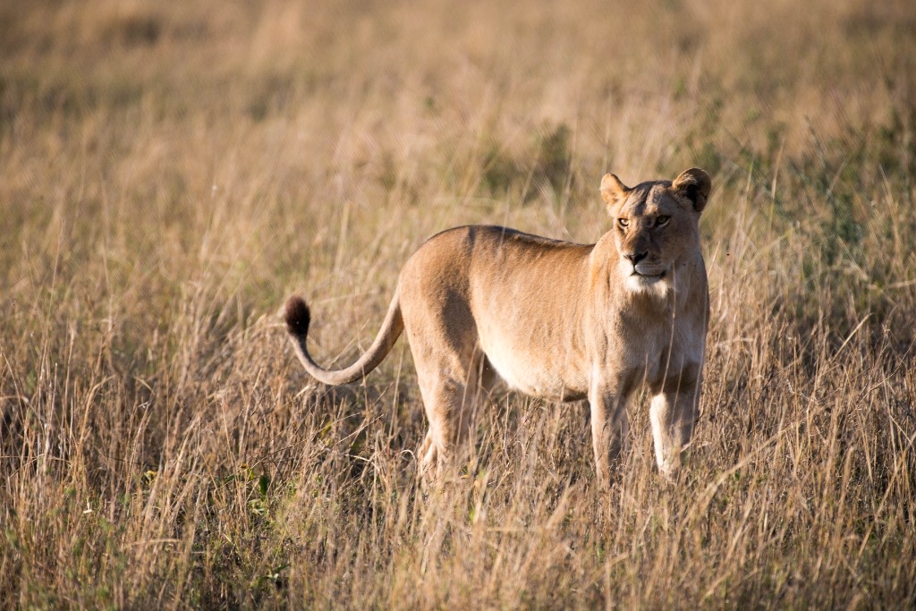 A lioness standing in tall savannah grass in Maasai Mara, Kenya