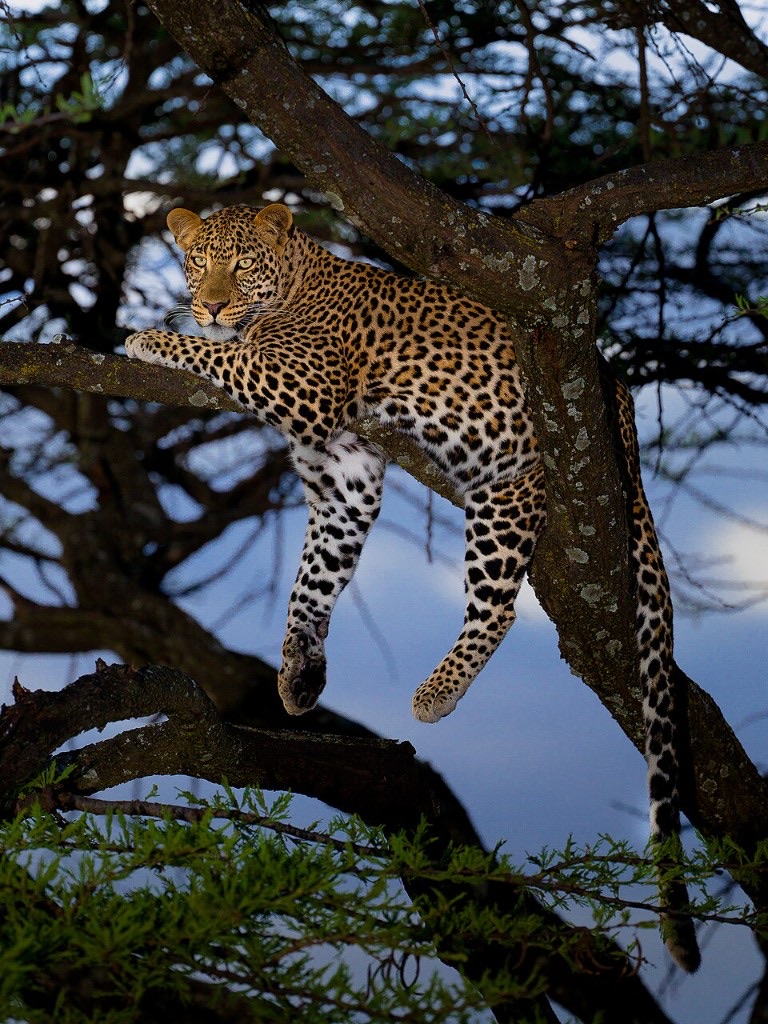 A male African leopard resting in a tree in Maasai Mara, Kenya