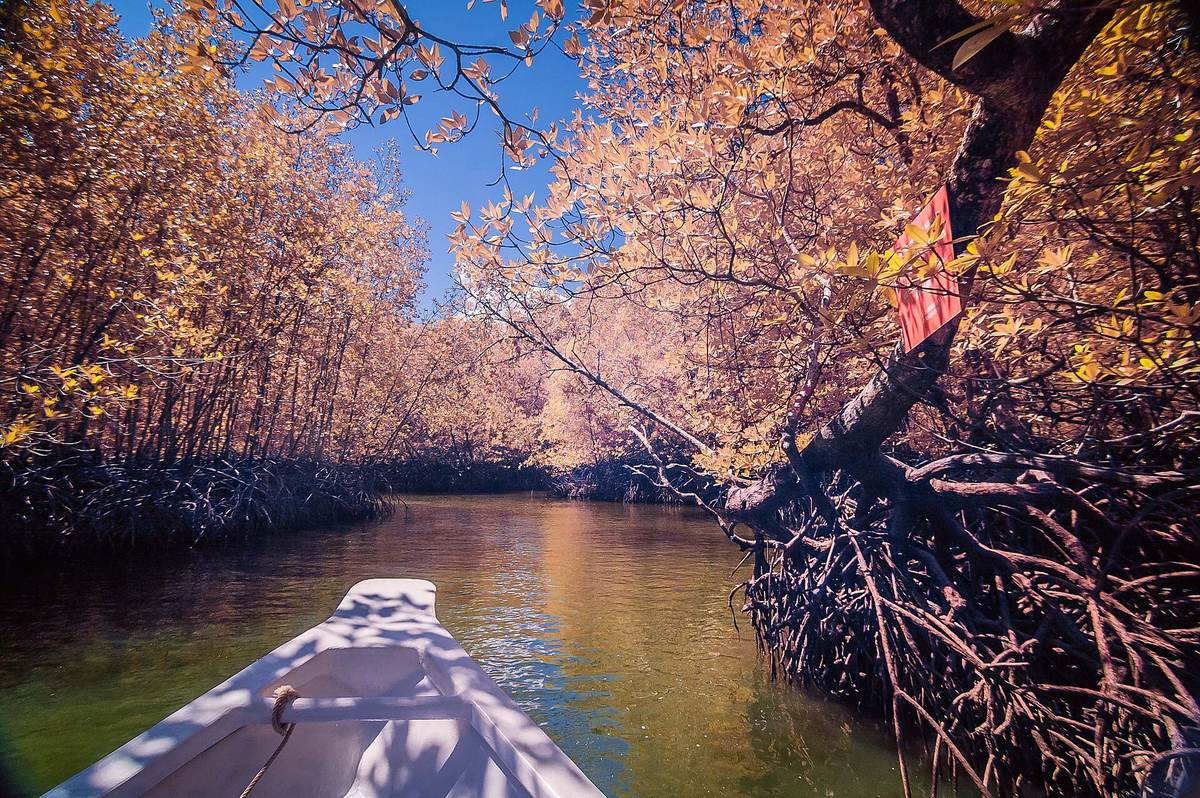 A boat moving along a narrow channel through Langkawi's mangrove forest