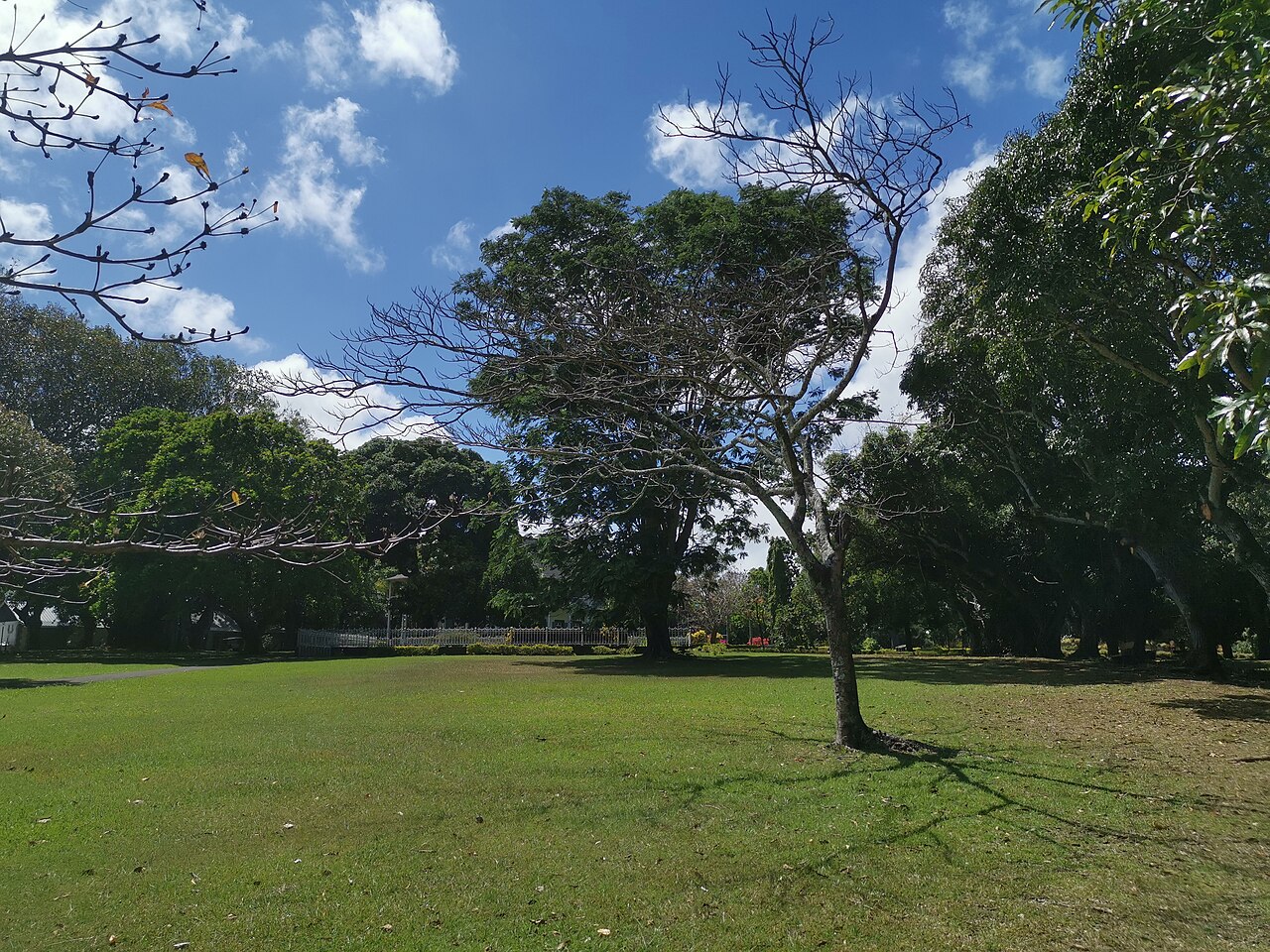 Lush tropical paths in the Pamplemousses Botanical Garden, Mauritius