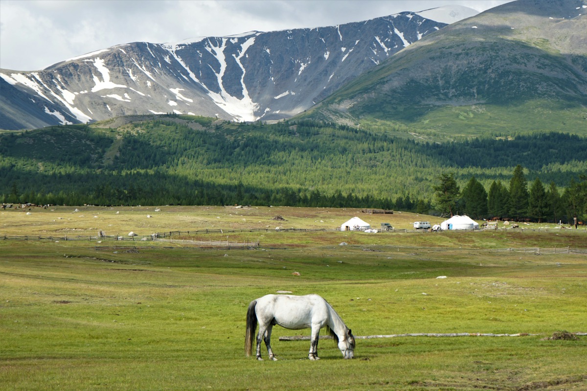 White horses grazing near open grasslands in Mongolia