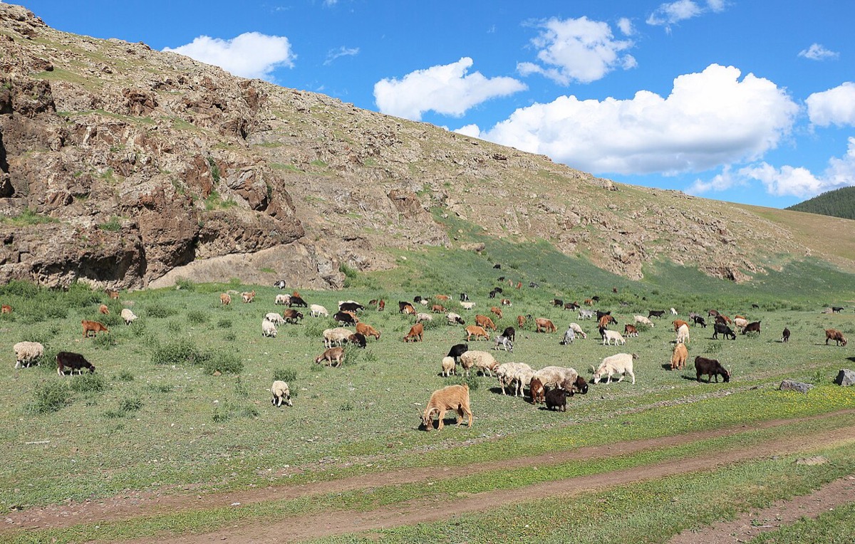 Goats grazing near a traditional ger in the Orkhon Valley, Mongolia