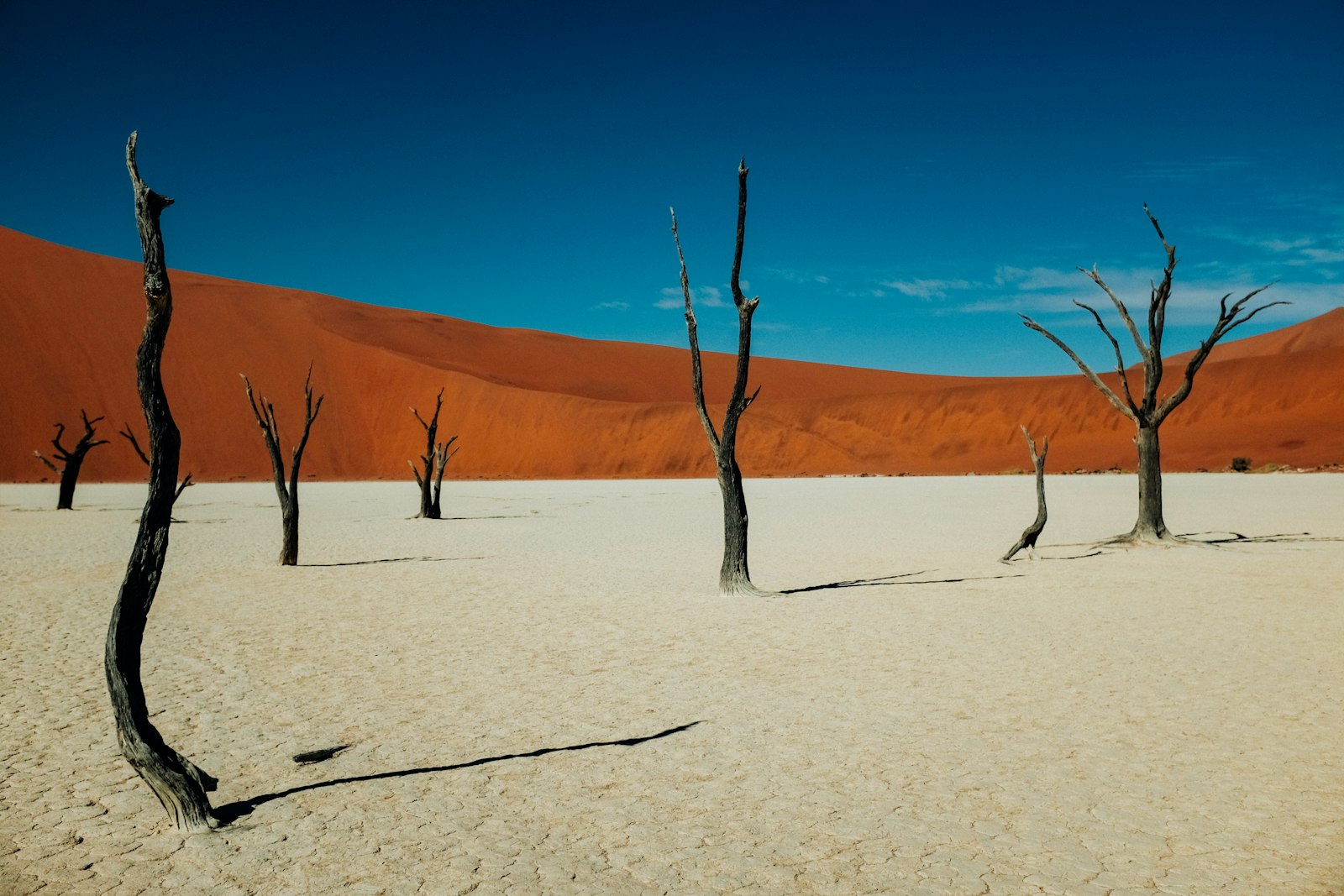 Ancient camelthorn trees on the white clay pan of Deadvlei beneath blue sky and dunes