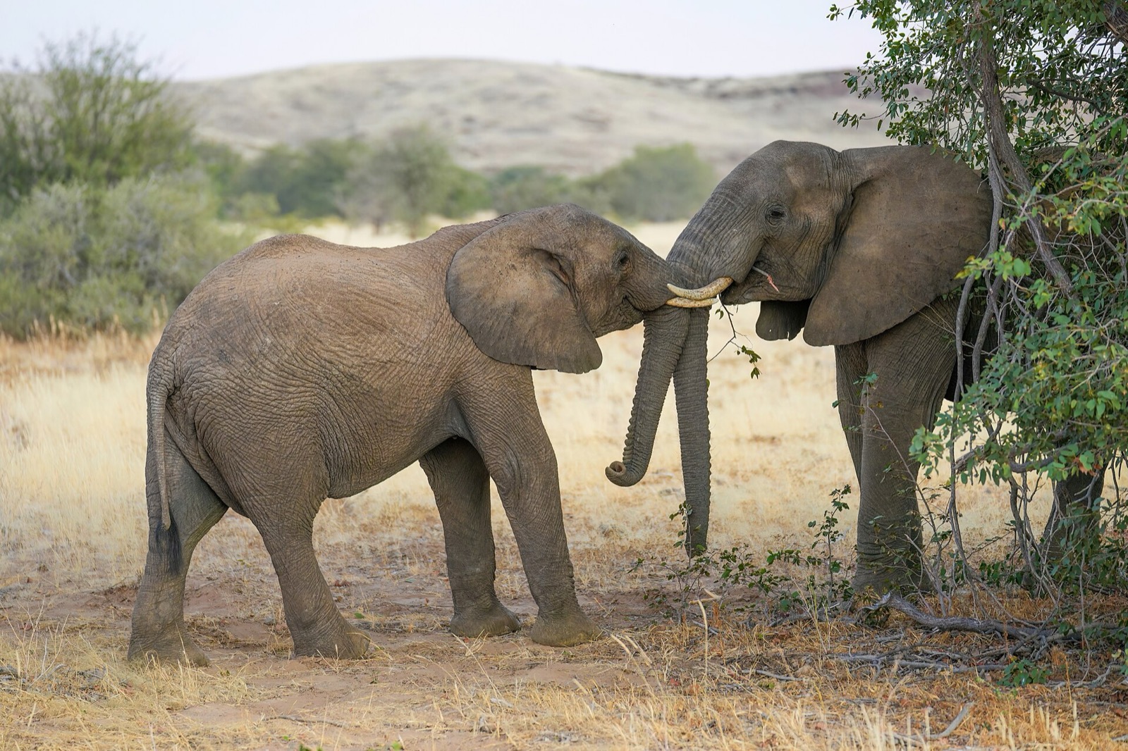 Desert-adapted elephants in dry Damaraland landscape, Namibia