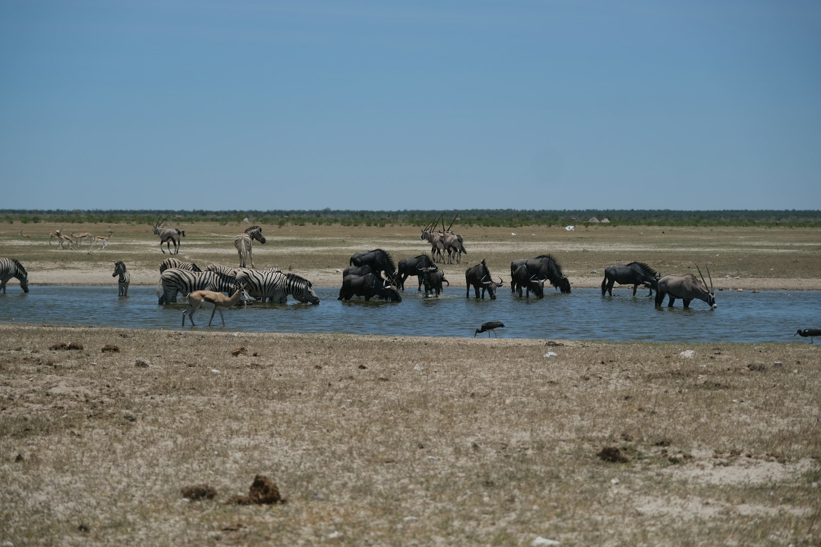 Wildlife gathered at a waterhole during a self-drive safari in Namibia