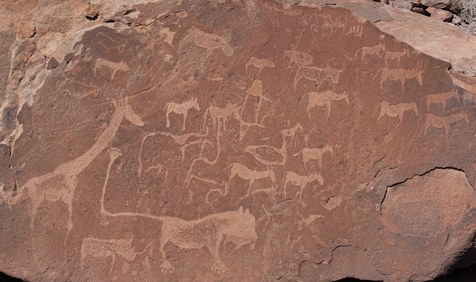 Ancient animal petroglyphs carved into rock at Twyfelfontein, Namibia