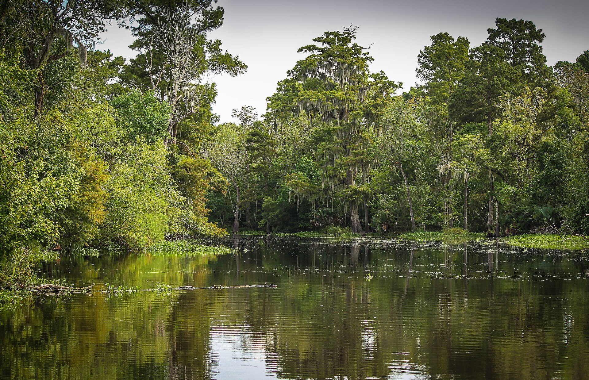 Cypress trees and calm water in a Louisiana bayou wetland landscape