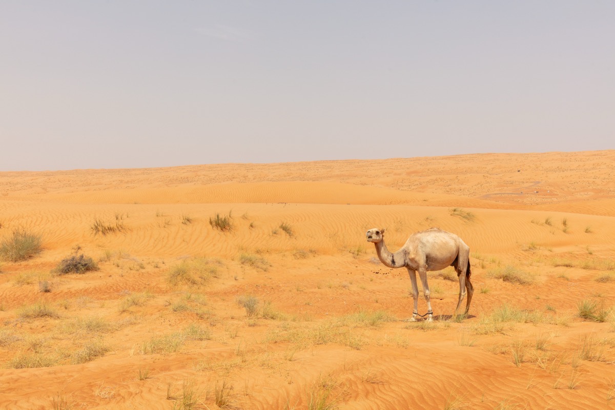 Un chameau debout parmi les dunes de sable dans le désert de Wahiba Sands d'Oman