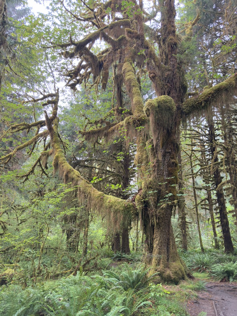 Moss-draped maple and ferns along a trail in the Hoh Rain Forest, Olympic National Park