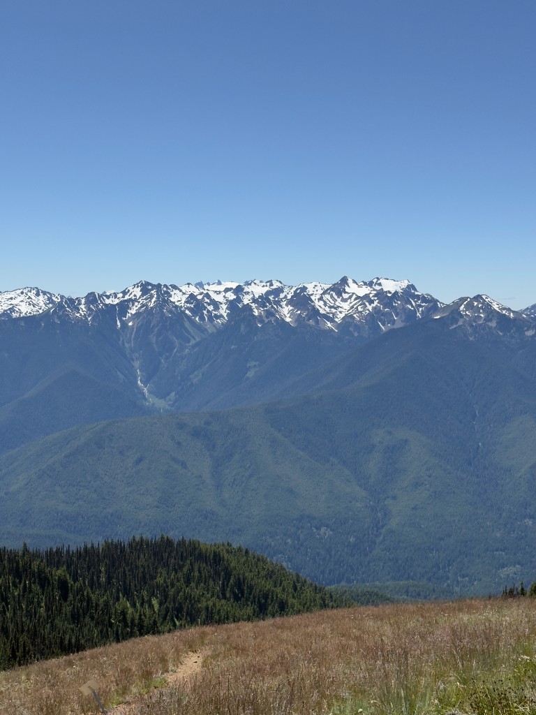 View from Hurricane Ridge over golden meadows toward snow-streaked Olympic Mountain peaks under a clear blue sky