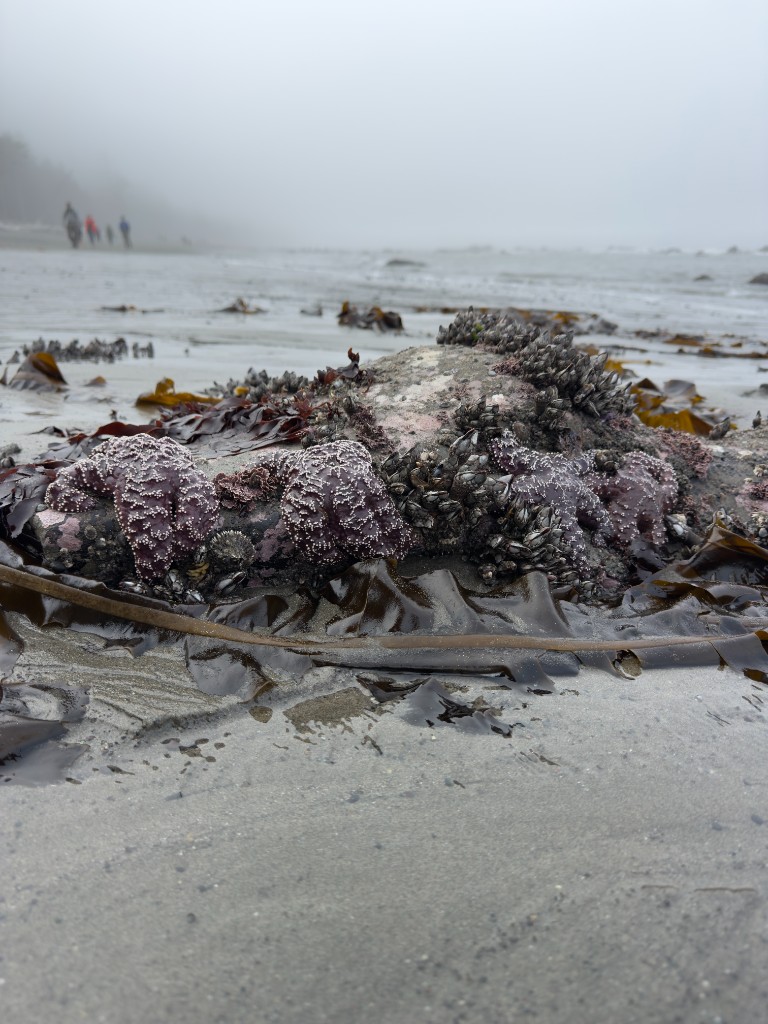 Purple sea stars, barnacles and kelp on a rock at low tide along the Olympic Peninsula coast