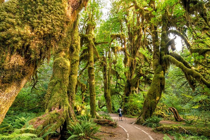 Olympic National Park Self-Guided Driving Audio Tour — Viator product photo